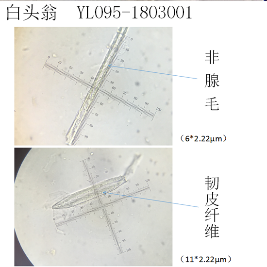 白头翁